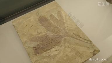 古生物蕨类化石